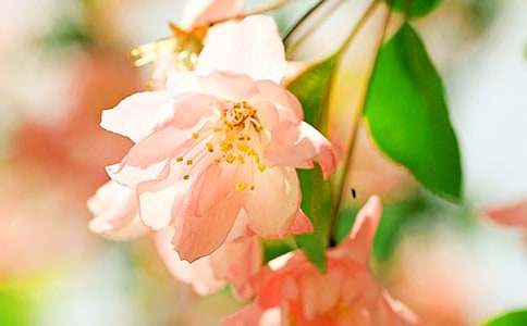 又是一年海棠花開時學(xué)生寄語(通用17篇)