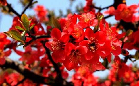 【精華】海棠作文500字四篇