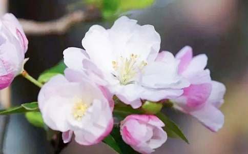 記憶中院子里的海棠樹作文