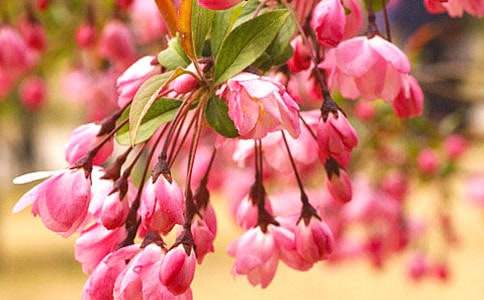 窗邊半抹海棠紅抒情700字初三作文范文(通用5篇)