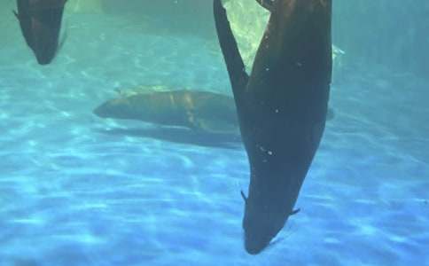 游大連老虎灘海洋公園作文350字(通用17篇)