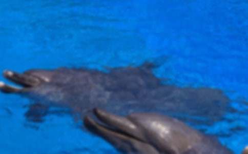 暢玩海豚灣水世界作文