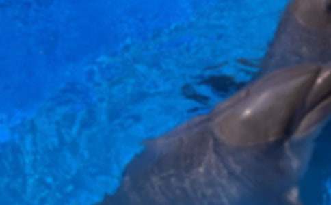 精選海豚的作文600字21篇