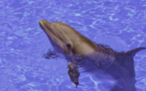 如果我是一只海豚700字