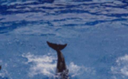 海豚的自述作文500字(精選33篇)