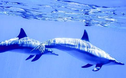 描寫海豚的優(yōu)秀作文(通用38篇)