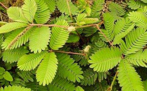 撐不住的含羞草童話故事作文600字(精選31篇)