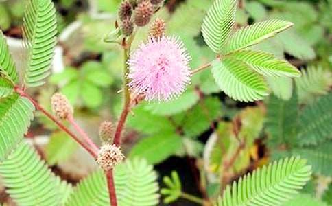 觀察含羞草的作文(精選4篇)