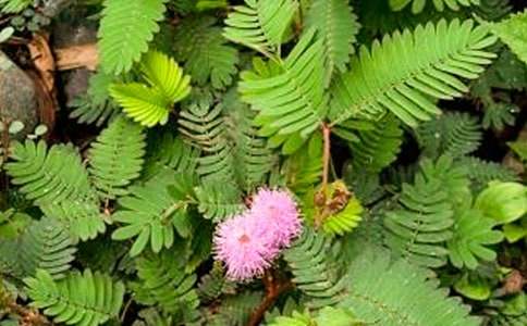 �ܵ�_�����߲ݡ���������