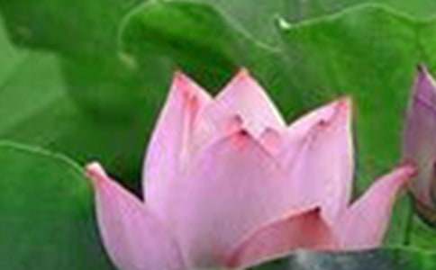 象征手法的作文荷花(通用30篇)