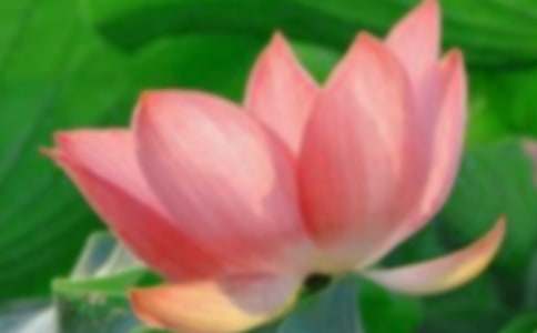 我最喜歡的荷花初中作文