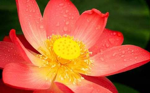 我喜歡荷花的作文三篇