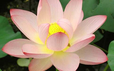 表示荷花顏色的abb詞語