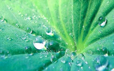 初中作文:母親像荷葉