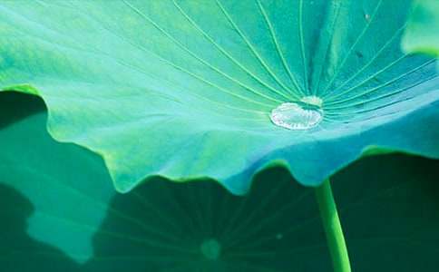 昨天的荷葉童話作文(通用11篇)