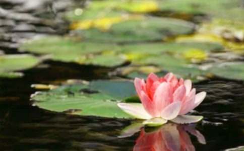 ��(sh��)�õĺ�ƽ�����ı؂�[8ƪ]