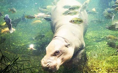 給河馬刷牙讀后感作文(通用22篇)