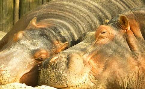 我見(jiàn)到的河馬優(yōu)秀作文