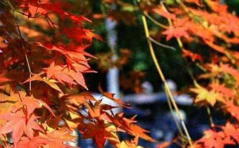 ��ɽ�t�~400�����ģ����x11ƪ��