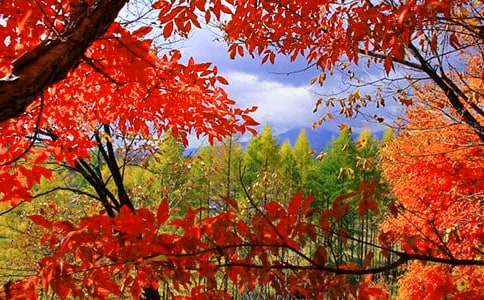 (經(jīng)典)香山紅葉作文3篇