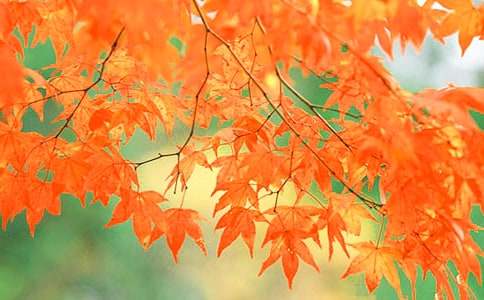 關(guān)于秋天紅葉子的作文