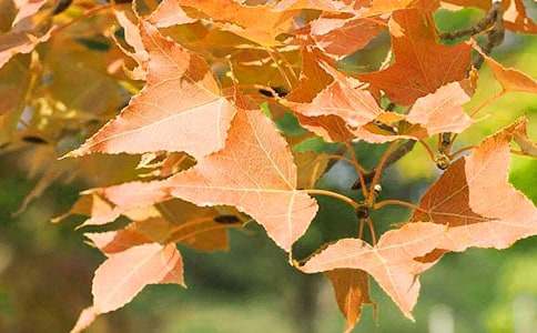 �茑��ɽ�t�~������500��7ƪ