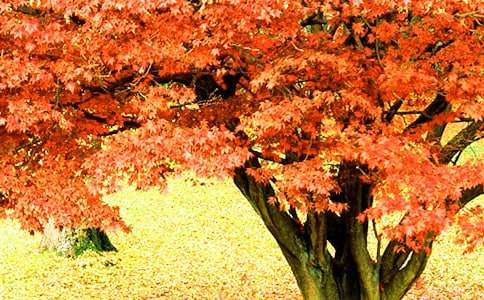 ���p��ɽ�t�~��ӛ����