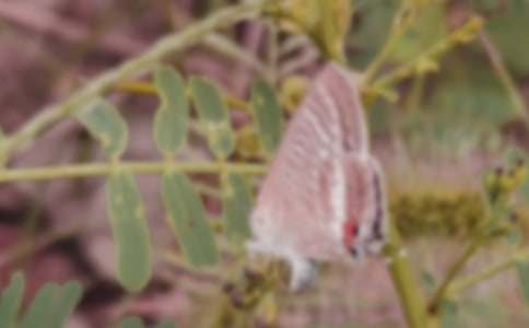 喜羊羊與灰太狼之蝴蝶結(jié)六年級作文