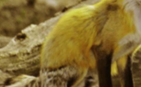 老虎和狐貍作文四篇