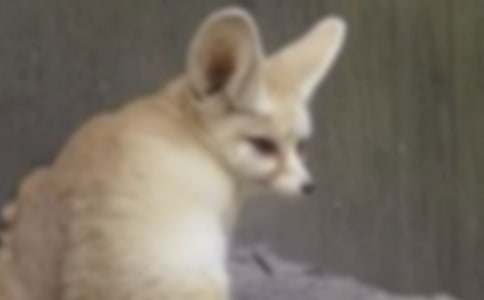 ��؂�͞��f���ͯԒ����