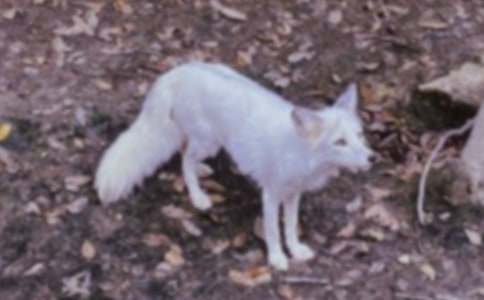 ��؂��������8ƪ