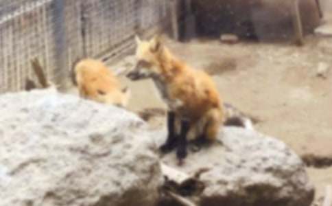 ��؂�͞��f�Č��¾�