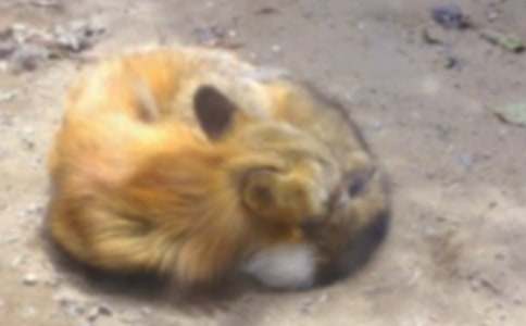 狐貍的下場小學(xué)作文(精選21篇)