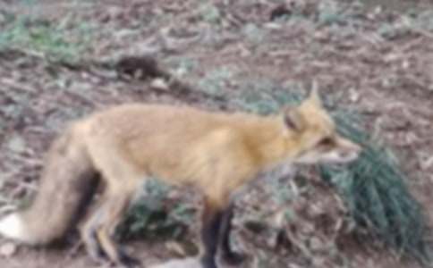 了不起的狐貍爸爸作文(精選20篇)