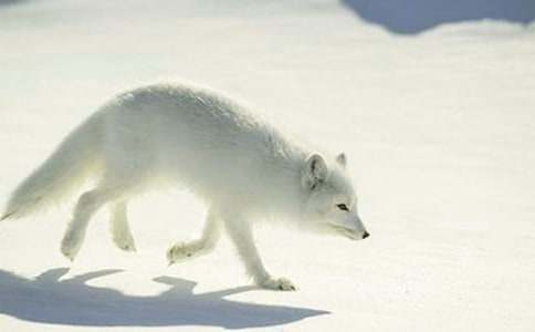 了不起的狐貍爸爸讀后感300字優(yōu)秀作文