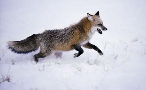 讀《了不起的狐貍爸爸》有感作文450字