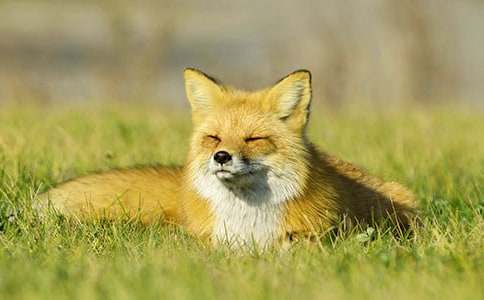 小狐貍的作文合集10篇