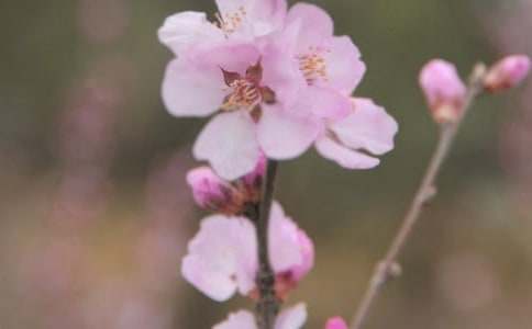友情,是潔白的花朵作文3篇