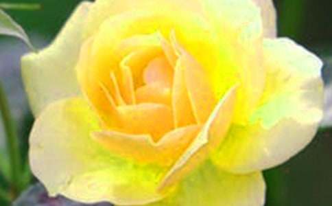 開在記憶深處的花朵作文【推薦】