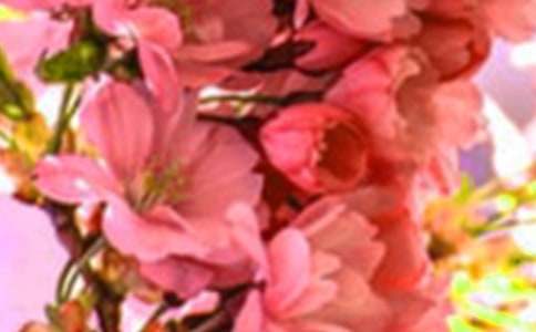 形容花朵的詞語