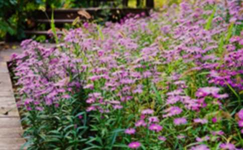 �茑���@������