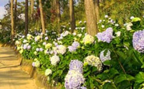 ������ħ�����@