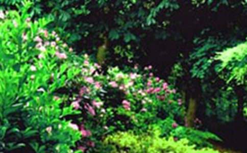 ��(m��ng)�뻨�@����15ƪ