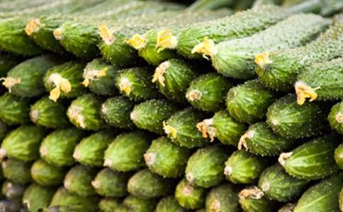 關(guān)于觀察黃瓜生長的作文