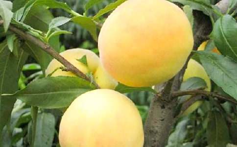 采黃桃作文400字