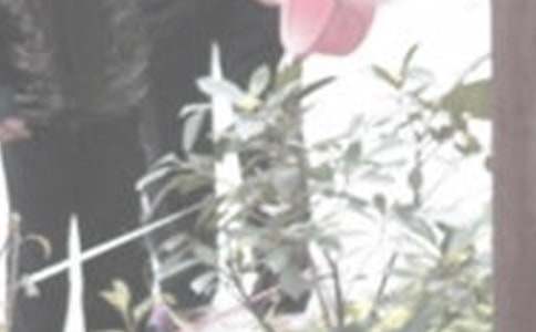 澆花看圖作文(通用50篇)