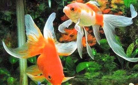 我家的金魚作文「精選」