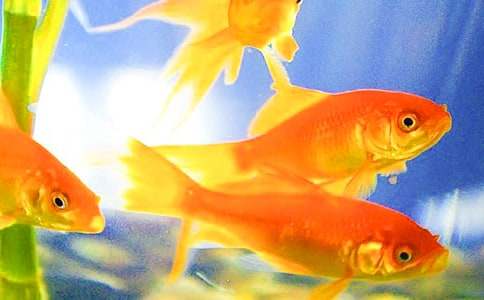 �P(gu��n)�ڽ��~ͯԒ���ĺϼ���ƪ