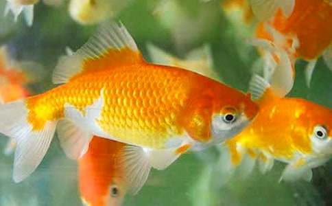 �����Ҽҵ�С���~350��