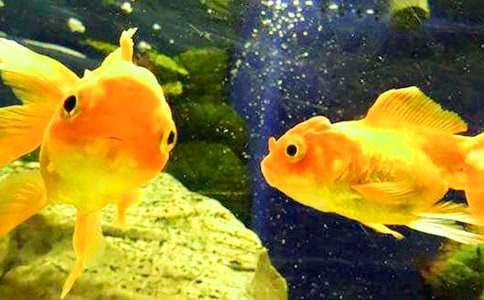 ����ϲ�۵�С���~������